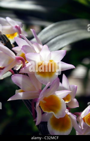 DENDROBIUM CREPIDATUM. SCHUH-LIPPEN-ORCHIDEE. Stockfoto