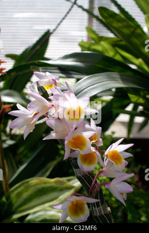DENDROBIUM CREPIDATUM. SCHUH-LIPPEN-ORCHIDEE. Stockfoto