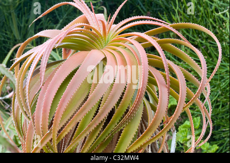 Französisch-Aloe (Aloe Pluridens) trägt anmutig zurückgebogenen Blättern in großen spiralförmigen Rosetten Kirstenbosch National Botanic Garden Stockfoto