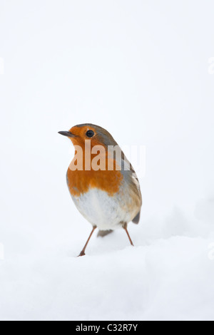 Robin im traditionellen Winter-Szene von verschneiten Bank, Cotswolds, UK Stockfoto