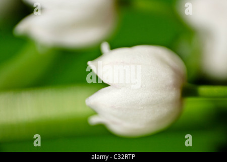 Lily Of The Valley (Convallariaarten Majalis) Stockfoto