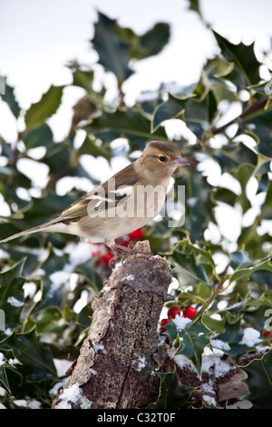 Buchfink Sitzstangen in Stechpalme Bush während des Winters in Cotswolds, UK Stockfoto