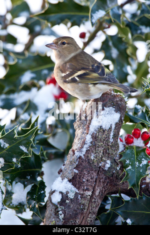 Buchfink Sitzstangen in Stechpalme Bush während des Winters in Cotswolds, UK Stockfoto