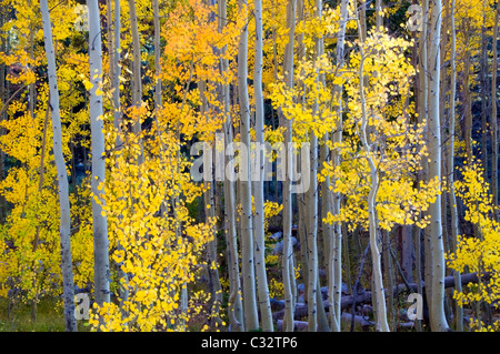 Espen biegen Sie leuchtend gelb und Orange im Herbst in Lake Tahoe, NV. Stockfoto
