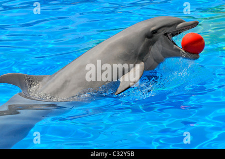 Der Große Tümmler (Tursiops Truncatus) Schwimmen im blauen Wasser mit einem roten Ball in den Mund Stockfoto