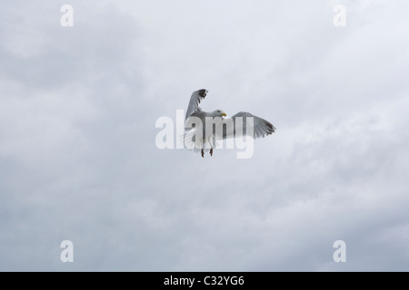 Fliegende Möwe gegen Himmel geschossen Stockfoto