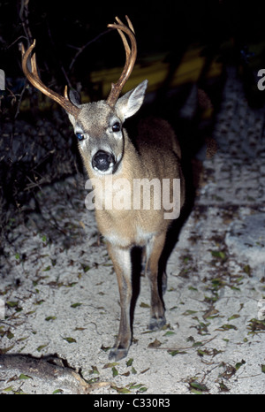 Eine männliche Schlüsselrotwild, eine vom Aussterben bedrohte Unterart des weiß - angebundene Rotwild, Futter in der Nacht auf Little Palm Island in den Florida Keys, USA. Stockfoto