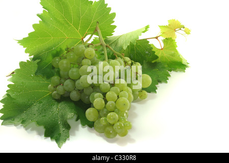 helle Trauben mit Ranke Ranke vor einem weißen Hintergrund Stockfoto