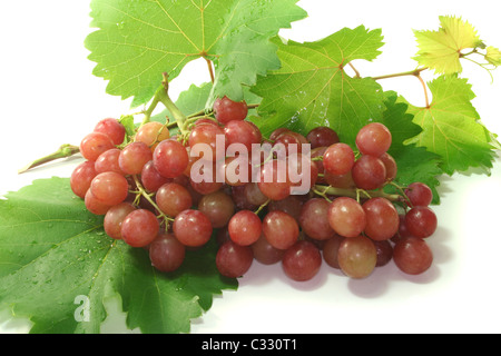 rote Trauben mit Ranke Ranke vor einem weißen Hintergrund Stockfoto