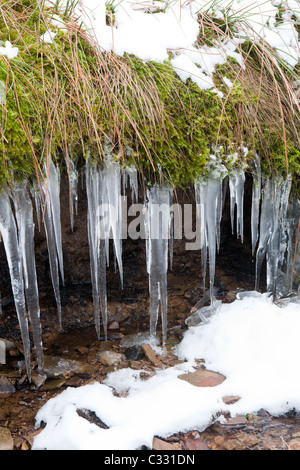 Eiszapfen gebildet durch Wasser sickert aus Wintermoor auf Allendale Common, Northumberland UK Stockfoto