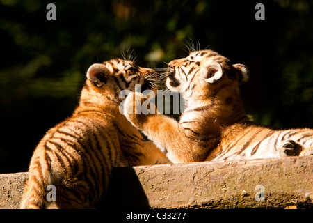 Zwei sibirischen/Amur Tiger Cubs zusammen spielen Stockfoto