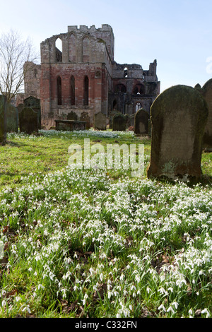 Schneeglöckchen blühen auf dem Friedhof von Lanercost Priory, Cumbria, England UK Stockfoto