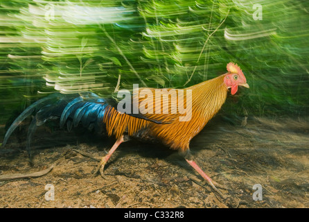 Sri Lanka Kammhuhnprojekte (Gallus Lafayettii) WILD, Sinharaja Reserve, Sri Lanka ENDEMISCH Stockfoto