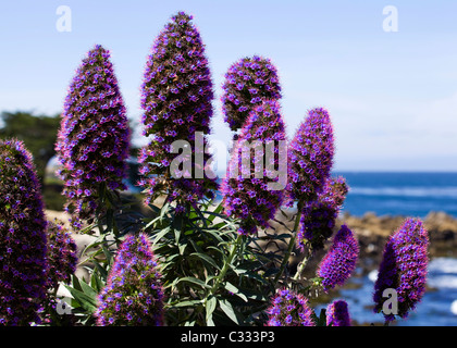 Stolz von Madeira (Echium Candicans) Blüten - Kalifornien USA Stockfoto