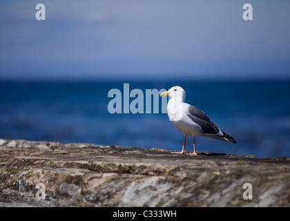 Kalifornien Möwe sitzt auf Felsen Stockfoto