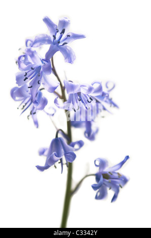 Enge, Portrait eines Wild Bluebell-Stammes mit Blumen (Hyazinthe) auf weißem Grund. Stockfoto