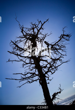 Silhouette des Toten Zypresse gegen blauen Himmel Stockfoto