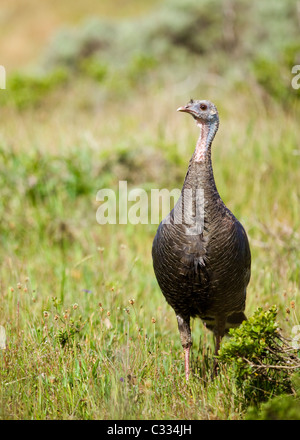 Eine weibliche nordamerikanischen wilden Truthahn (Meleagris gallopavo) in Wiese - Kalifornien USA Stockfoto