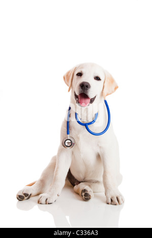 Schöne Labrador Retriever mit einem Stethoskop an seinem Hals, isoliert auf weiss Stockfoto