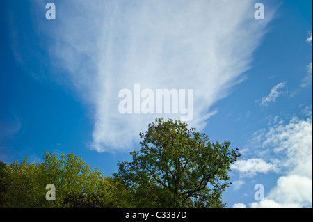 Cirrostratus, eine Form von Cirrus Cloud, im blauen Himmel Stockfoto