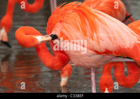 Amerikanische Flamingo (Phoenicopterus Ruber) seine Federn putzen Stockfoto