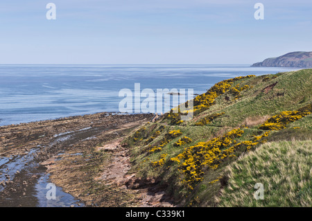 Cove Fischerdorf in Berwickshire - konserviert, stillgelegten Fischerhafen und Gemeinde an der Küste. Stockfoto