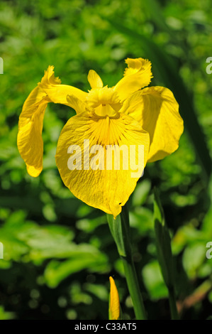 Blasse gelbe Iris (Iris Pseudacorus) Stockfoto