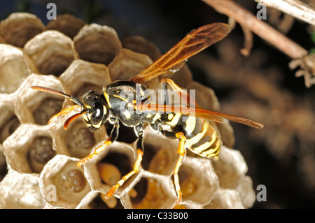 Europäische Papier Wespennest (Polistes Gallicus) Stockfoto