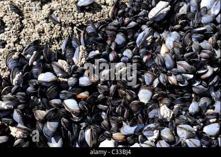 Seepocken und Muscheln auf den Felsen der Küste Stockfoto