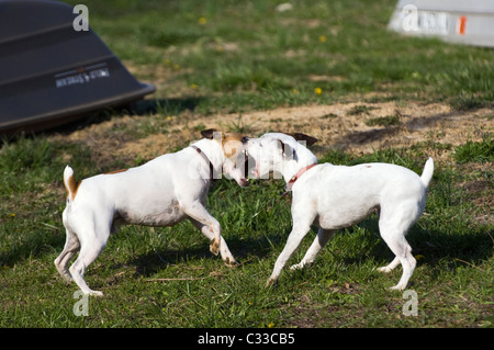 Zwei Jack Russell Terrier spielen kämpfen Stockfoto