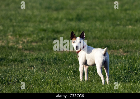 Weibliche Jack-Russell-Terrier auf Rasen stehen zu warnen Stockfoto