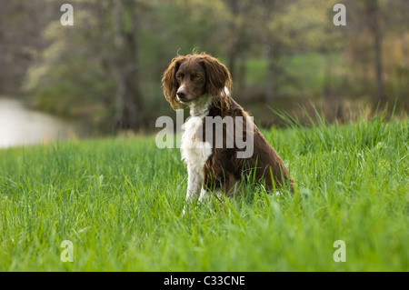 Bretagne sitzen auf Wiese in Floyd County, Indiana Stockfoto