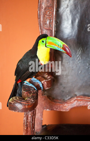 Kiel-billed Toucan oder Ramphastos Sulfuratus, Sofitel Santa Clara Hotel Cartagena, Kolumbien Stockfoto