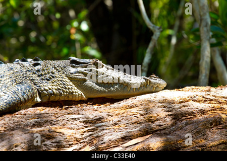 Eine australische Salzwasser-Krokodil ruht auf einem Baumstamm in der Sonne. Stockfoto