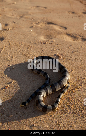 Beringte Seeschlange, Viti Levu; Fidschi-Inseln; Strand Stockfoto