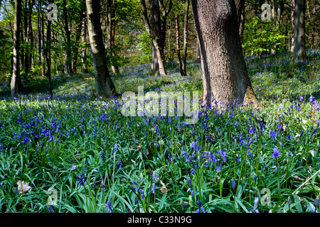 Glockenblumen in voller Blüte zu Middleton Wald oberhalb Ilkley, West Yorkshire Stockfoto