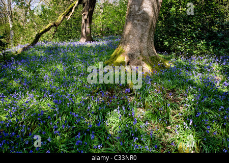 Glockenblumen in voller Blüte zu Middleton Wald oberhalb Ilkley, West Yorkshire Stockfoto