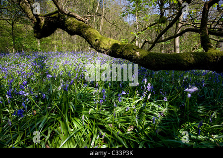 Glockenblumen in voller Blüte zu Middleton Wald oberhalb Ilkley, West Yorkshire Stockfoto