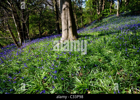 Glockenblumen in voller Blüte zu Middleton Wald oberhalb Ilkley, West Yorkshire Stockfoto