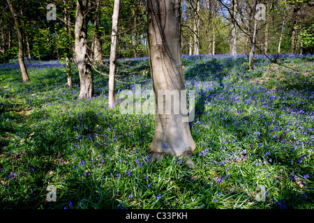 Glockenblumen in voller Blüte zu Middleton Wald oberhalb Ilkley, West Yorkshire Stockfoto