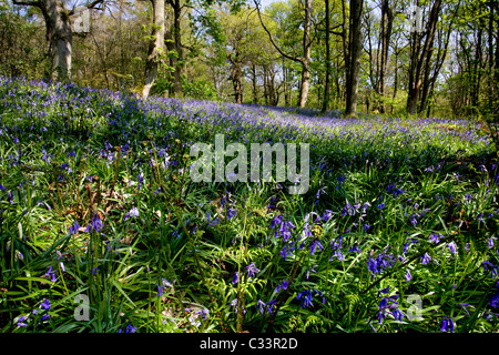 Glockenblumen in voller Blüte zu Middleton Wald oberhalb Ilkley, West Yorkshire Stockfoto