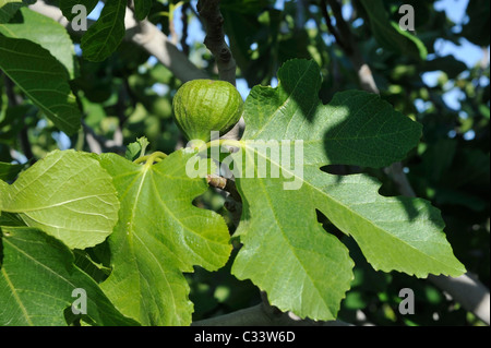 Grüne Feigen (Ficus Carica) eine Frucht in der Familie der Moraceae. Stockfoto