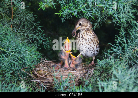 Singdrossel (Turdus Philomelos) am Nest Fütterung Küken Stockfoto