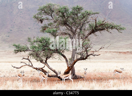 Herde von Springbock, Namibia, Afrika Stockfoto