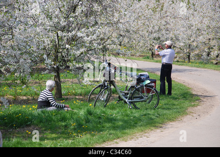 Radfahren unter blühenden Bäumen in Haspengouw Belgien Stockfoto