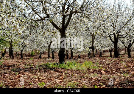 Kirschgarten in voller Blüte, April, Puglia (Apulien) Stockfoto