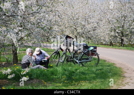 Radfahren unter blühenden Bäumen in Haspengouw Belgien Stockfoto