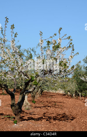 Kirschgarten in voller Blüte, April, Puglia (Apulien) Stockfoto