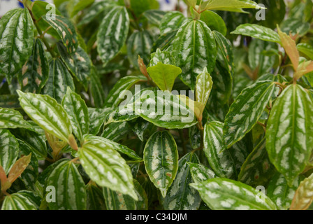 Die dunkele grünen Blätter von J.r.Haager Cadierei oder Aluminiumfabrik haben silberne Markierungen zwischen den Adern. Stammt aus China und Vietnam. Stockfoto