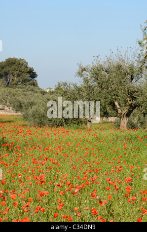 Blumenwiesen im Frühling, in der Nähe von Locorotondo, Apulien (Puglia) Italien Stockfoto